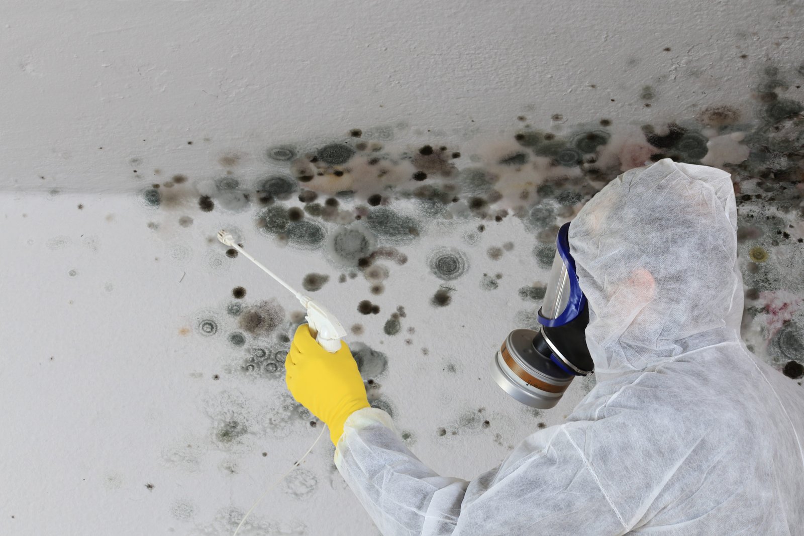 Black Mold Remediation