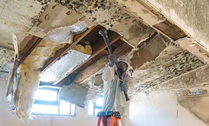 Mold Damage Repair