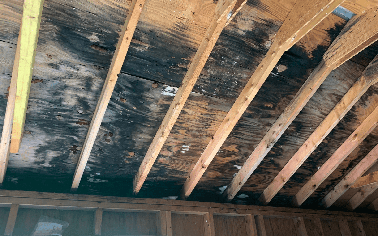 Mold in Attics